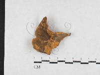 登錄號:F0026985藏品圖，第1張