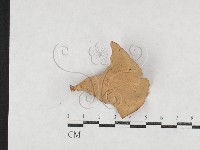 登錄號:F0026985藏品圖，第3張