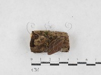 登錄號:F0026987藏品圖，第1張