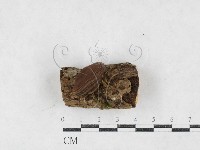 登錄號:F0026987藏品圖，第3張