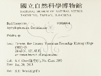 射脈菌屬藏品圖，第2張