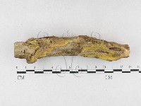 射脈菌屬藏品圖，第1張