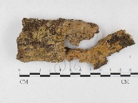 射脈菌屬藏品圖，第1張