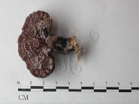登錄號:F0026999藏品圖，第1張