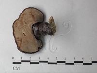 登錄號:F0026999藏品圖，第3張