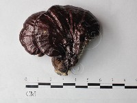 登錄號:F0027000藏品圖，第1張