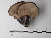 登錄號:F0027000藏品圖，第3張