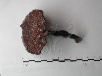 登錄號:F0027001藏品圖，第1張