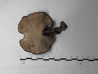 登錄號:F0027001藏品圖，第3張