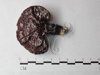 登錄號:F0027002藏品圖，第1張