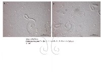 登錄號:F0027003藏品圖，第4張