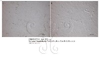 登錄號:F0027004藏品圖，第4張