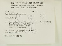 絲齒菌屬藏品圖，第2張