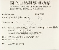 栓菌屬藏品圖，第2張