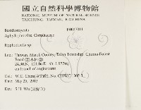 絲齒菌屬藏品圖，第2張