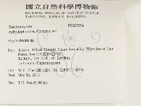 絲齒菌屬藏品圖，第2張