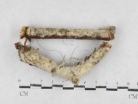 絲齒菌屬藏品圖，第1張