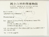 顯絲菌屬藏品圖，第2張