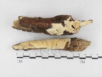 顯絲菌屬藏品圖，第1張