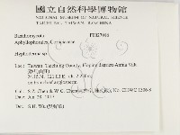 絲皮菌屬藏品圖，第2張