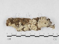 絲皮菌屬藏品圖，第1張