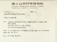 顯絲菌屬藏品圖，第2張