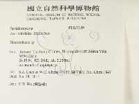 刺皮菌屬藏品圖，第2張