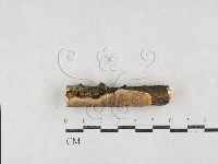 刺皮菌屬藏品圖，第1張