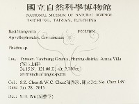 射脈菌屬藏品圖，第2張