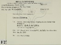 剛毛絲皮菌藏品圖，第2張