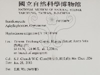 剛毛絲皮菌藏品圖，第2張