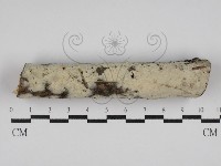 剛毛絲皮菌藏品圖，第1張