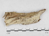 登錄號:F0027032藏品圖，第1張