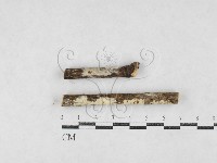登錄號:F0027036藏品圖，第1張