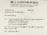 傑克菌屬藏品圖，第2張