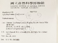 絲齒菌屬藏品圖，第2張