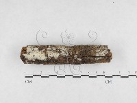 絲齒菌屬藏品圖，第1張