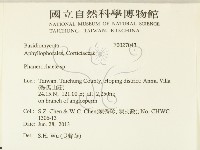 顯絲菌屬藏品圖，第2張