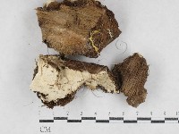 薄孔菌屬藏品圖，第1張