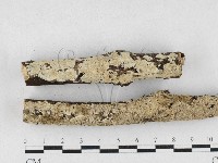 齒耳菌屬藏品圖，第1張