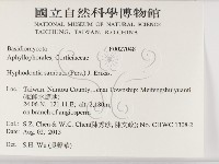 冇骨消絲齒菌藏品圖，第2張