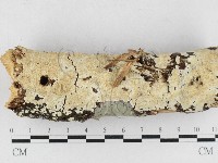 齒耳菌屬藏品圖，第1張