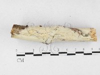 登錄號:F0027053藏品圖，第1張