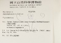 絲齒菌屬藏品圖，第2張