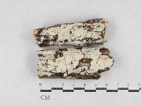 冇骨消絲齒菌藏品圖，第1張