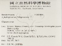 寡孔菌屬藏品圖，第2張