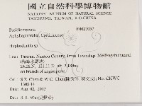 絲齒菌屬藏品圖，第2張