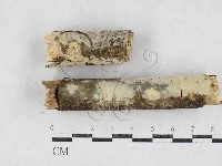 絲齒菌屬藏品圖，第1張