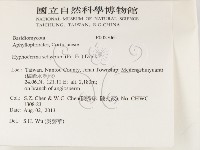 剛毛絲皮菌藏品圖，第2張