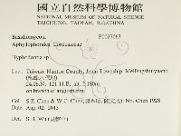 絲齒菌屬藏品圖，第2張